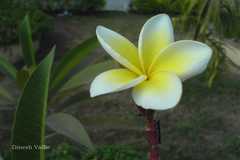 Plumeria rubra